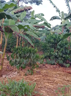 Masuliita Sub Country