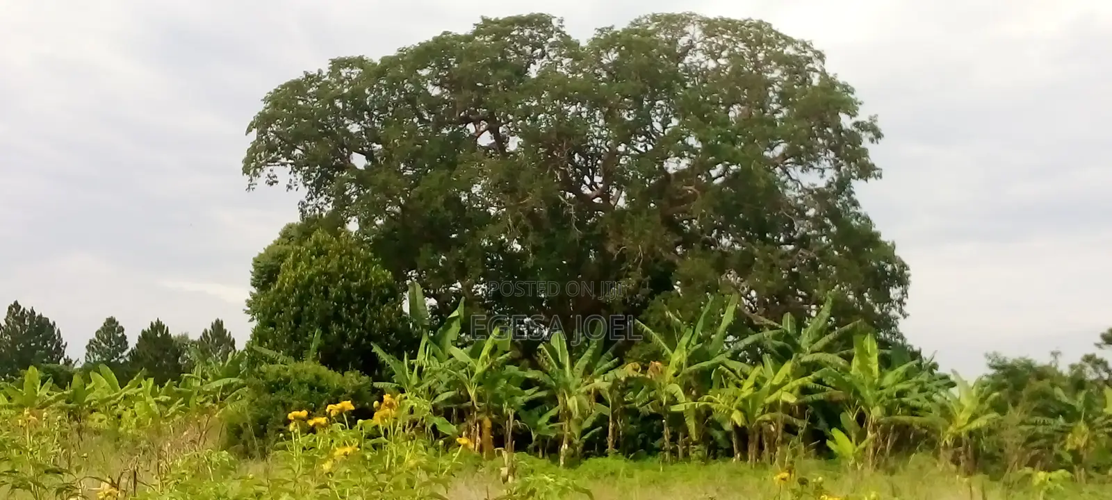Farm Land for Sale