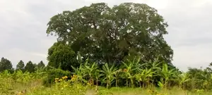 Farm Land for Sale