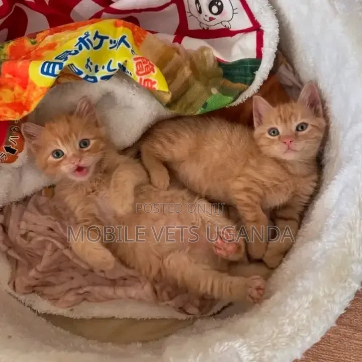 1-3 months Male Purebred American Bobtail