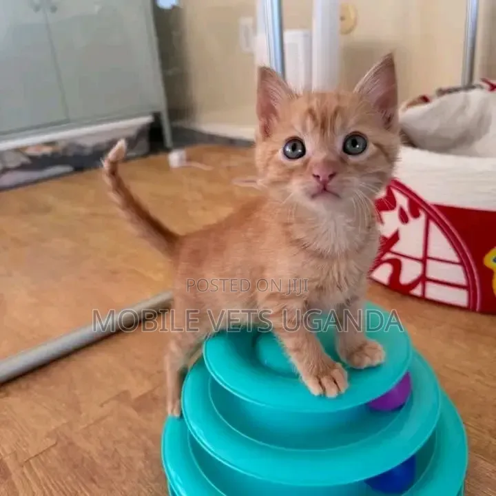 0-1 month Female Purebred American Bobtail