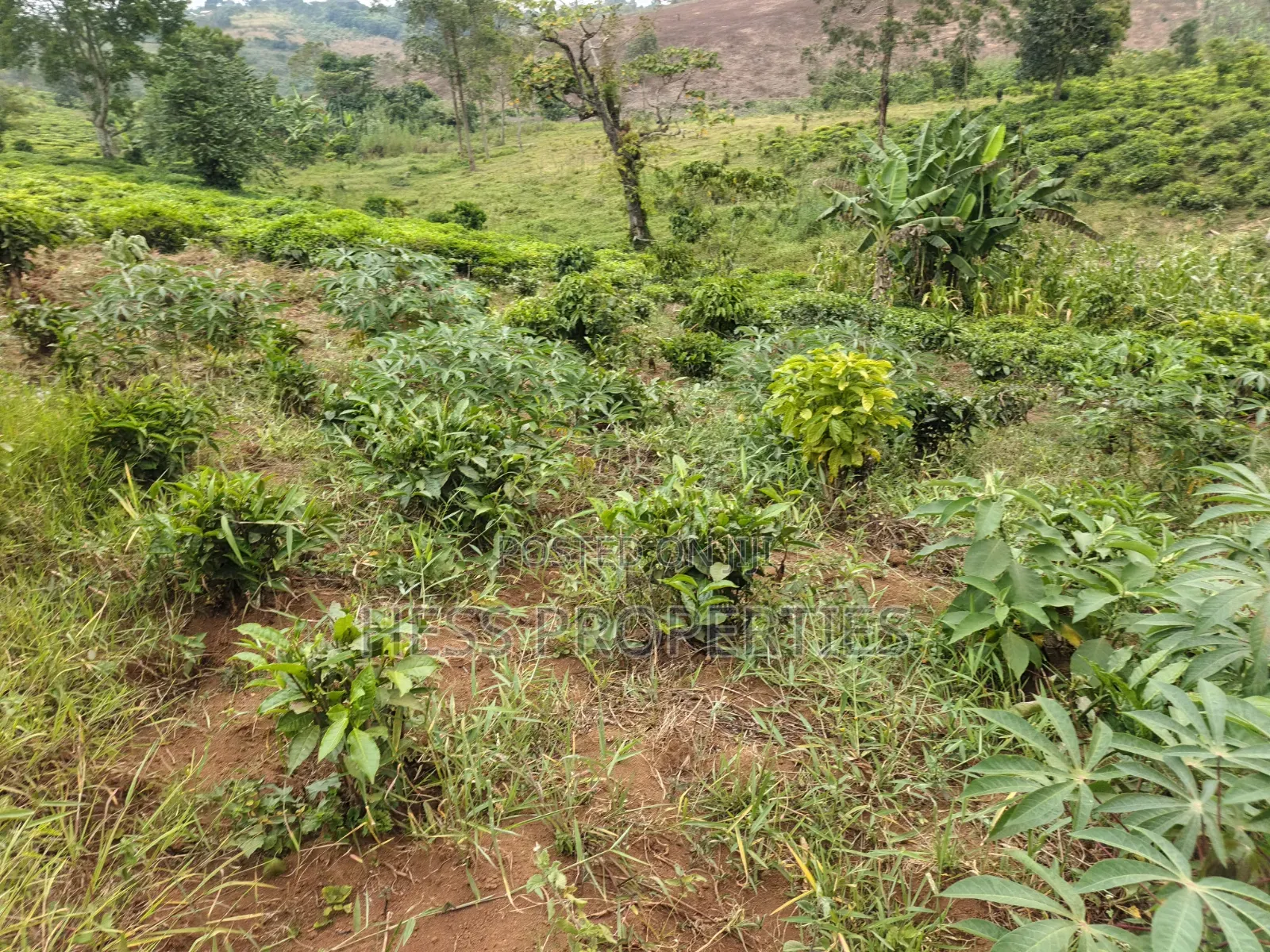 O.5acres of Land on Sale Located in Kasamba- Bugaaki Kyenjojo District