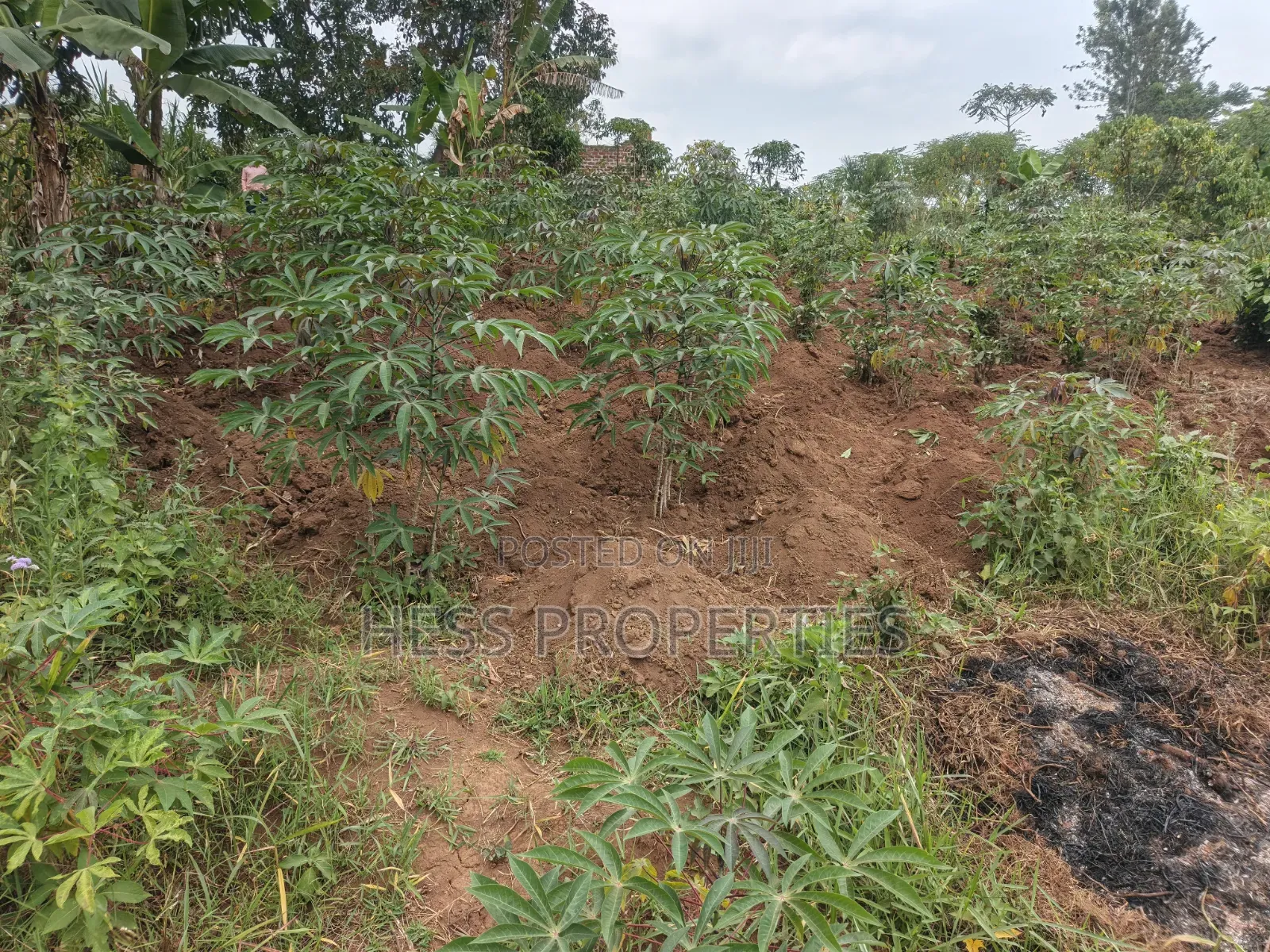 O.5acres of Land on Sale Located in Kasamba- Bugaaki Kyenjojo District