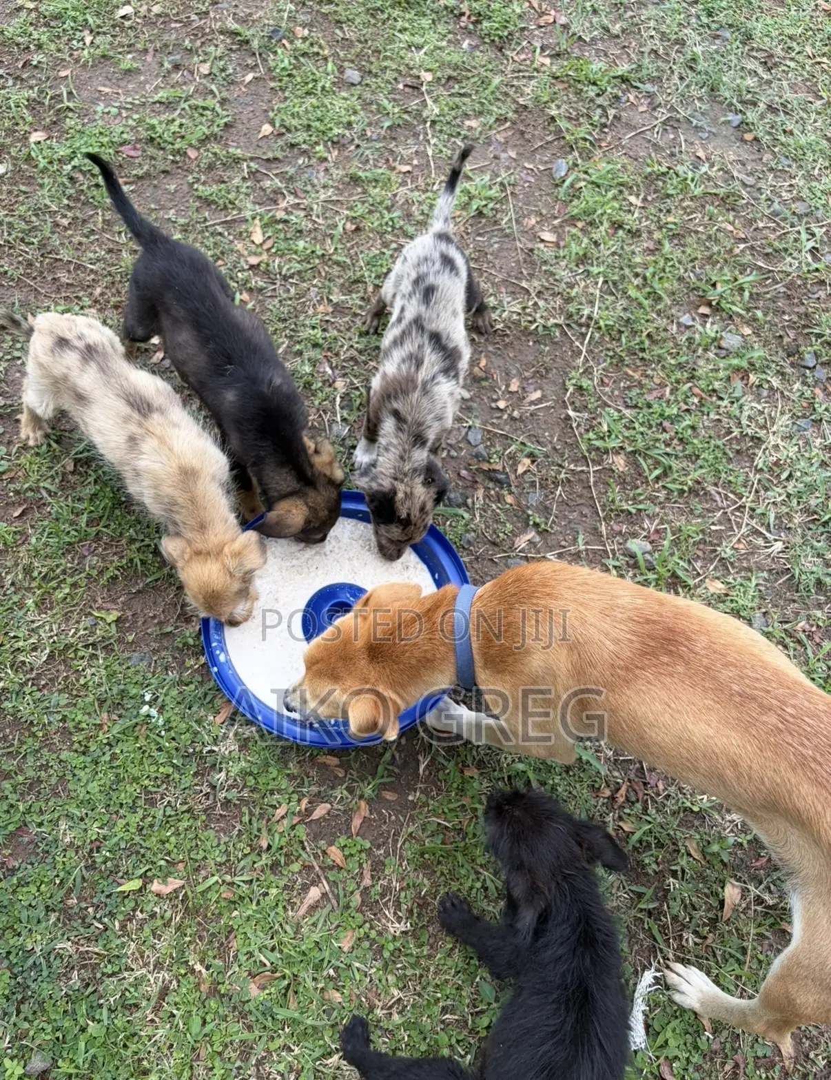 3-6 months Male Mixed Breed Bernese Mountain
