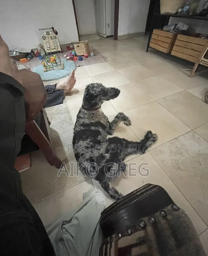 3-6 months Male Mixed Breed Bernese Mountain