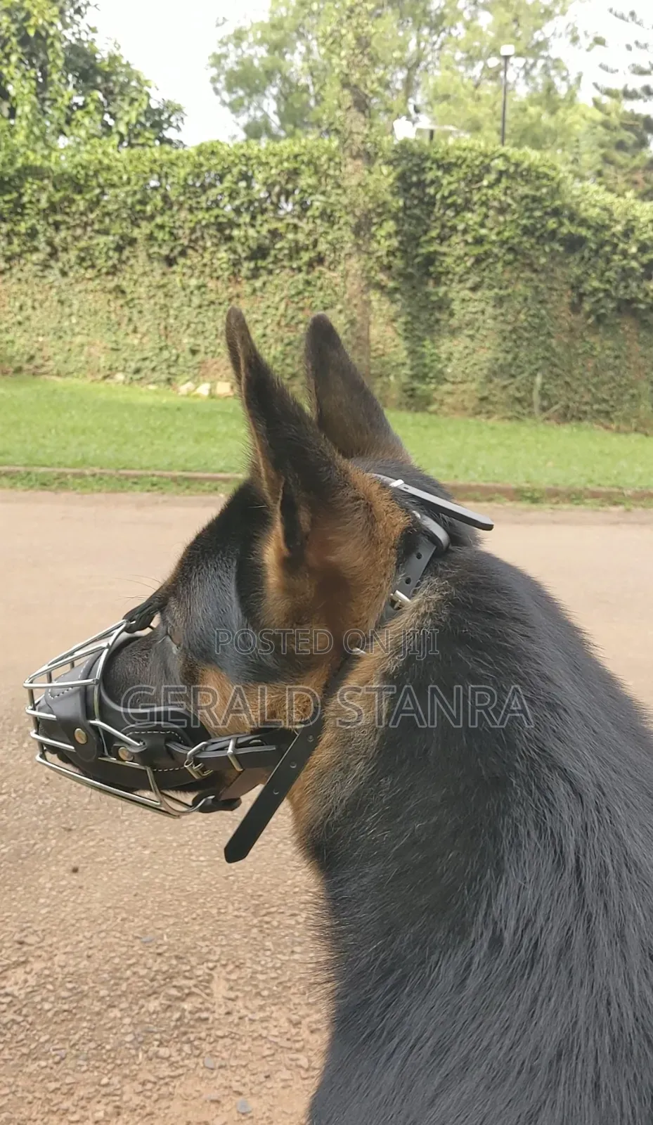 Dog Working and Rehabilitation