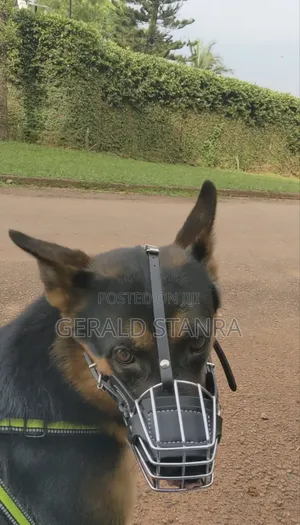 Dog Working and Rehabilitation