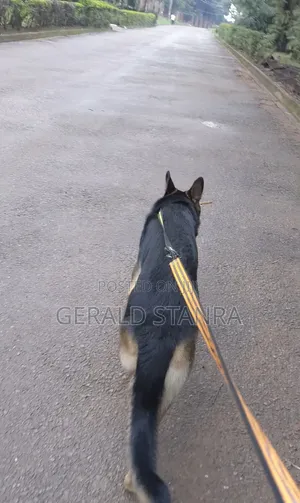 Dog Working and Rehabilitation