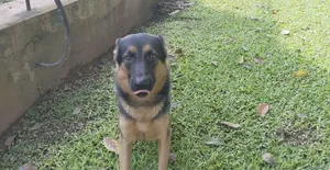 Dog Working and Rehabilitation