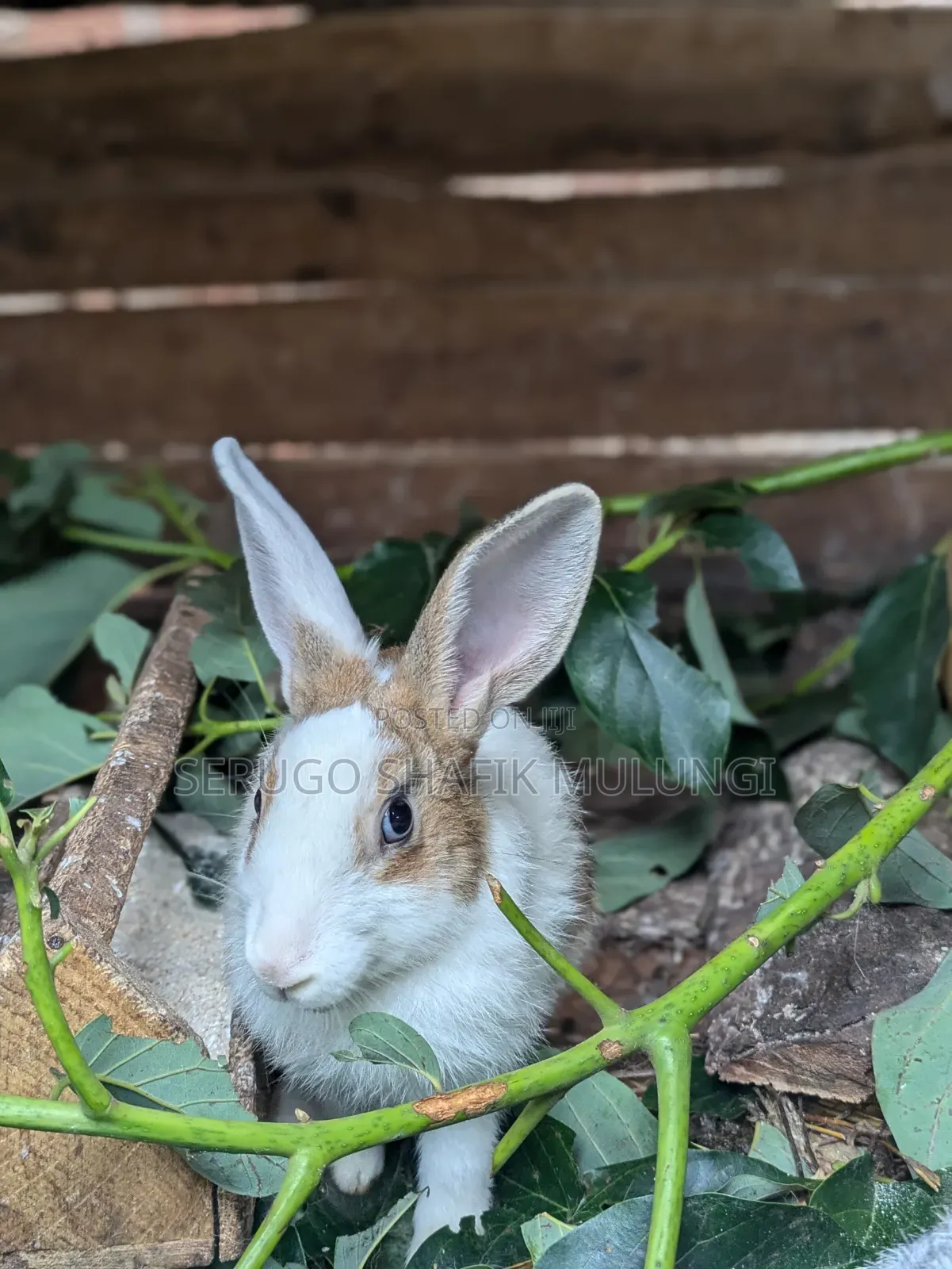 New Zealand White Rabbits for Sale