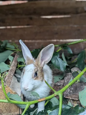 New Zealand White Rabbits for Sale