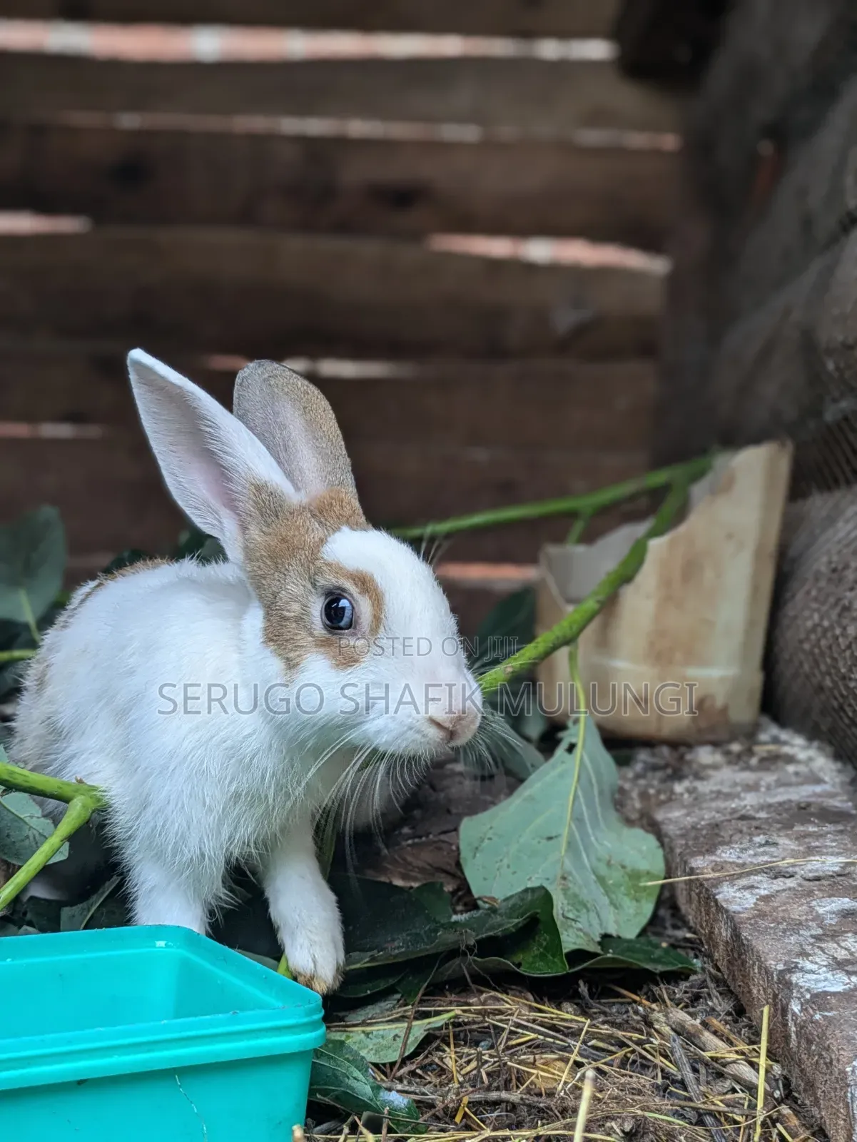 New Zealand White Rabbits for Sale