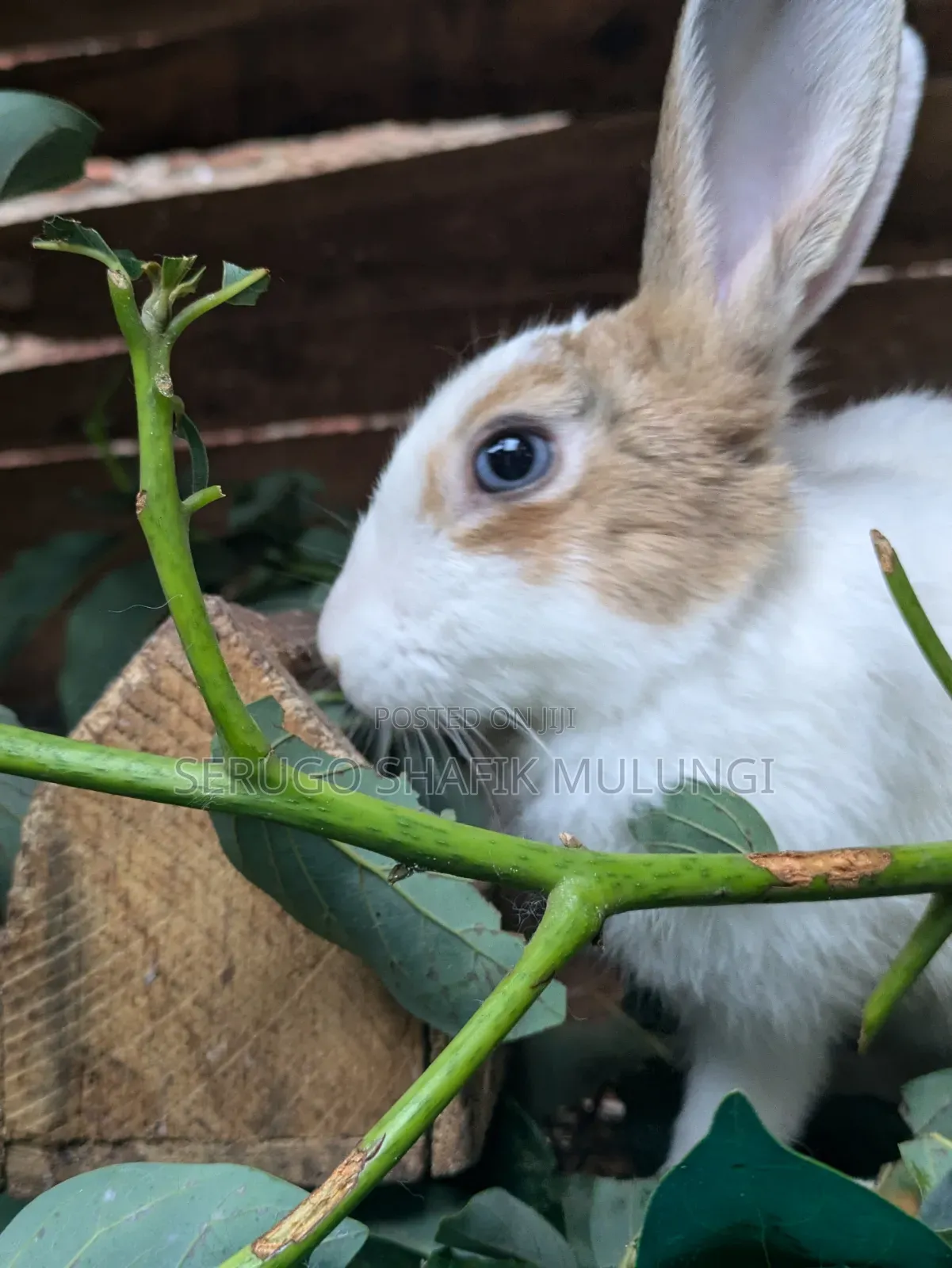 New Zealand White Rabbits for Sale