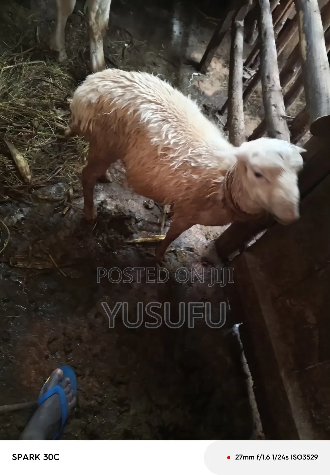 Farm Animal Sheep