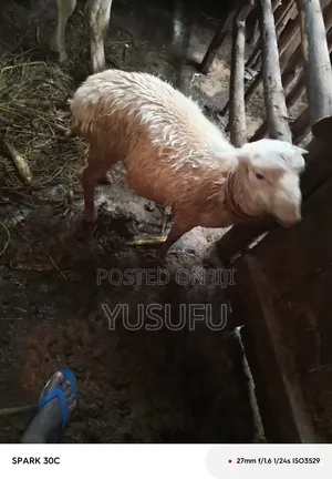 Farm Animal Sheep