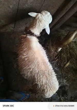 Farm Animal Sheep