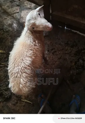 Farm Animal Sheep