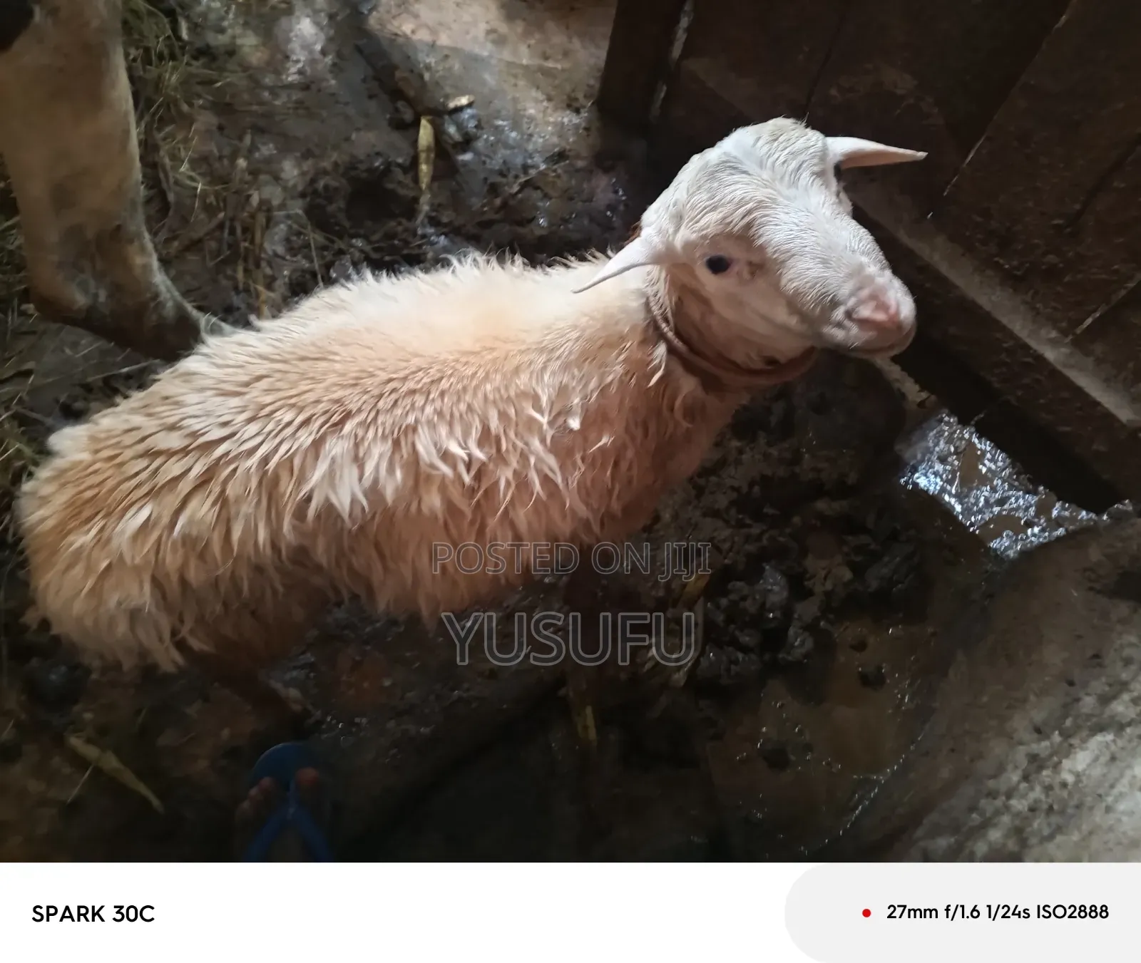 Farm Animal Sheep
