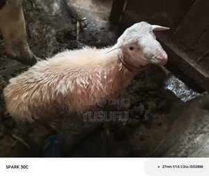 Farm Animal Sheep