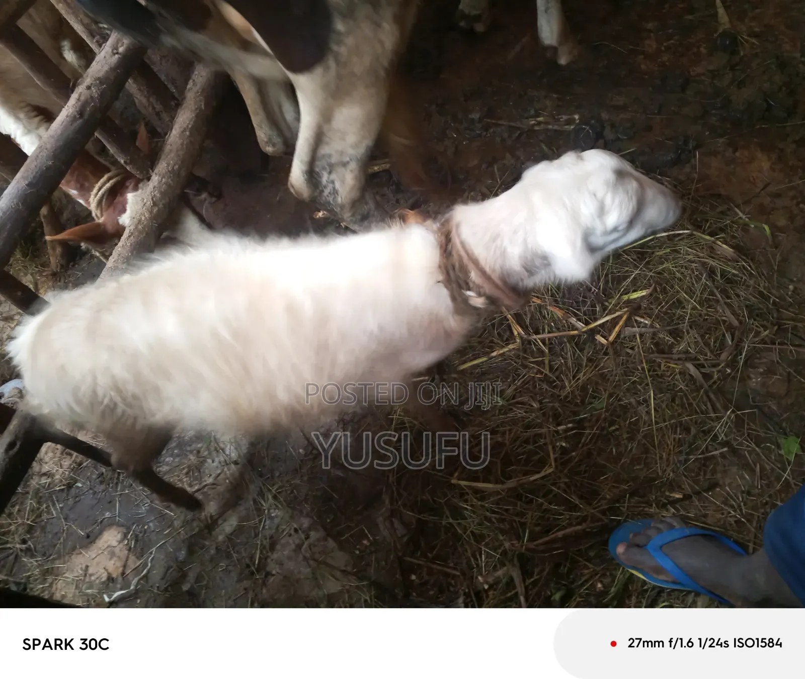 Farm Animal Sheep
