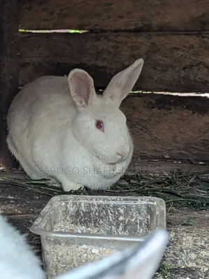 New Zealand White Rabbits for Sale