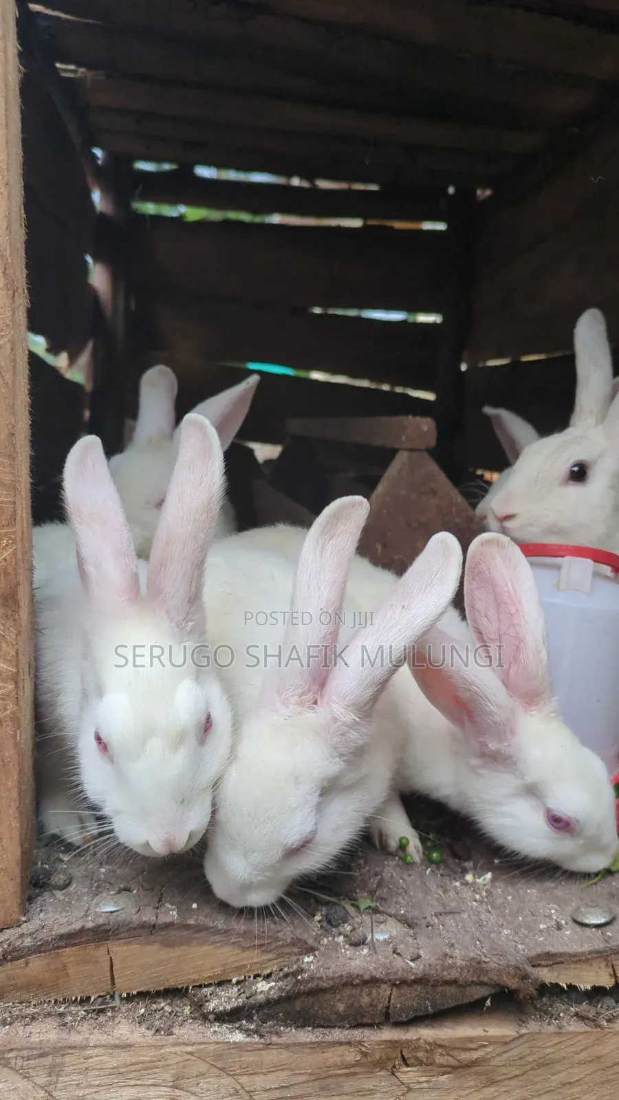 New Zealand White Rabbits for Sale