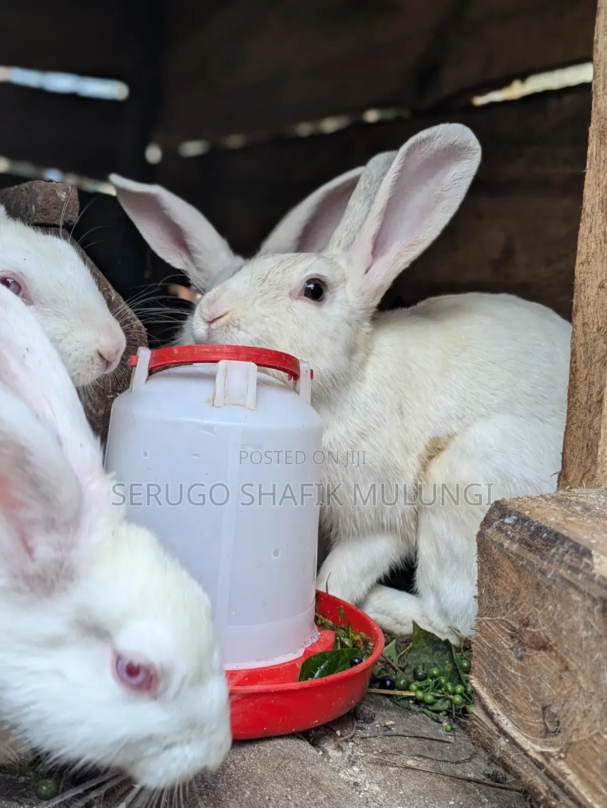 New Zealand White Rabbits for Sale