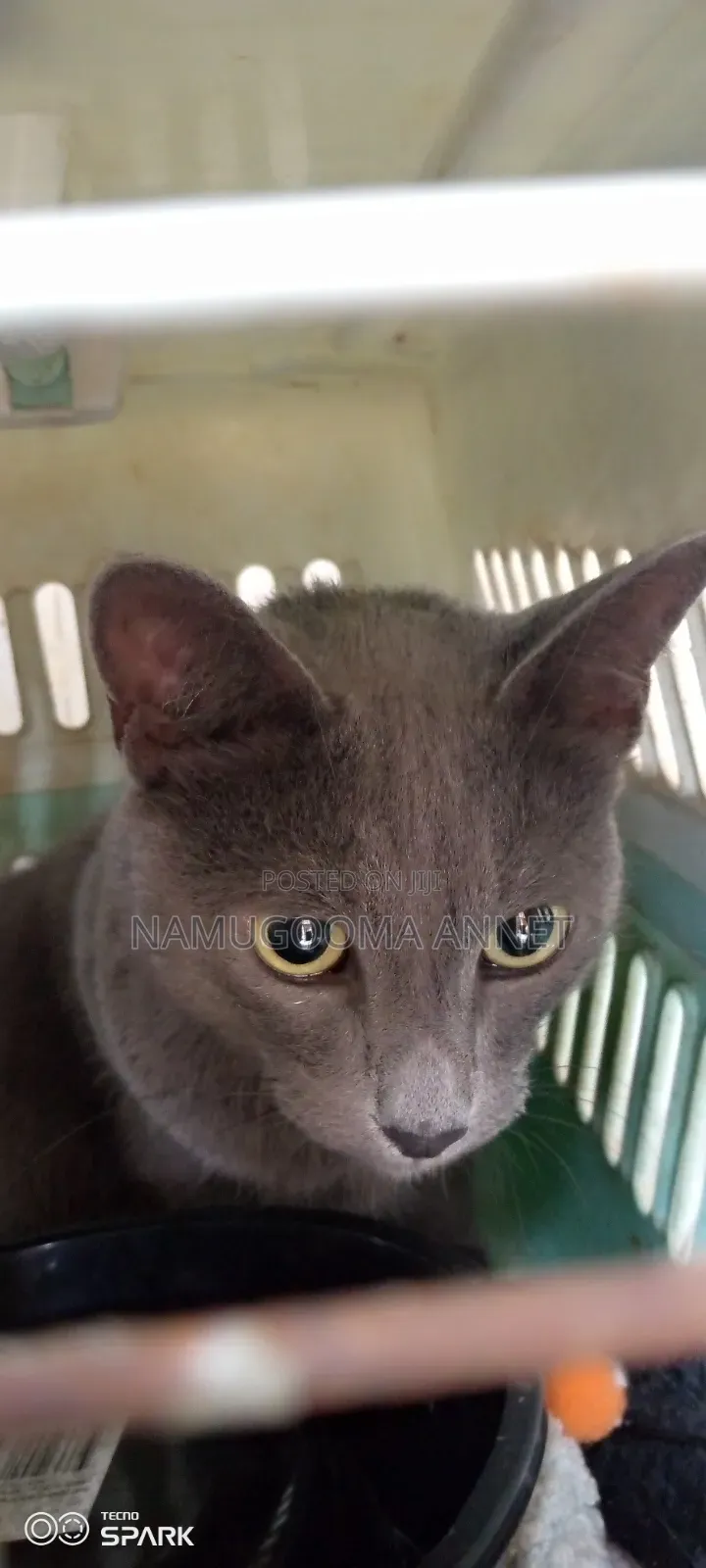1+ year Male Purebred British Shorthair