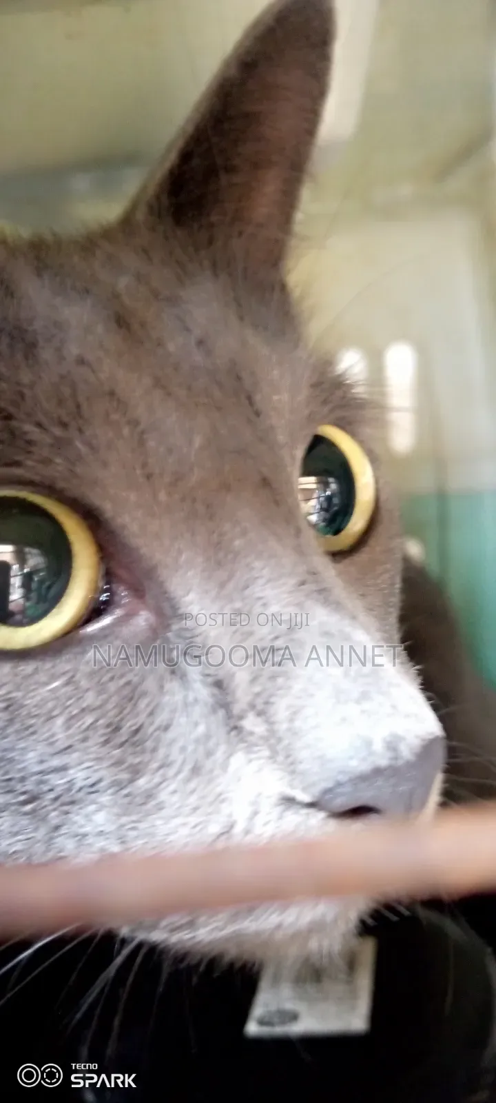 1+ year Male Purebred British Shorthair