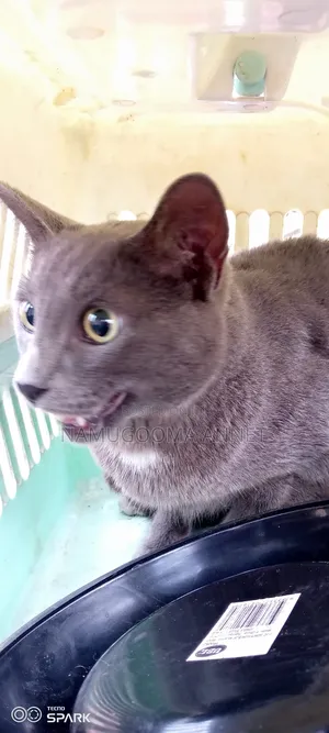 1+ year Male Purebred British Shorthair
