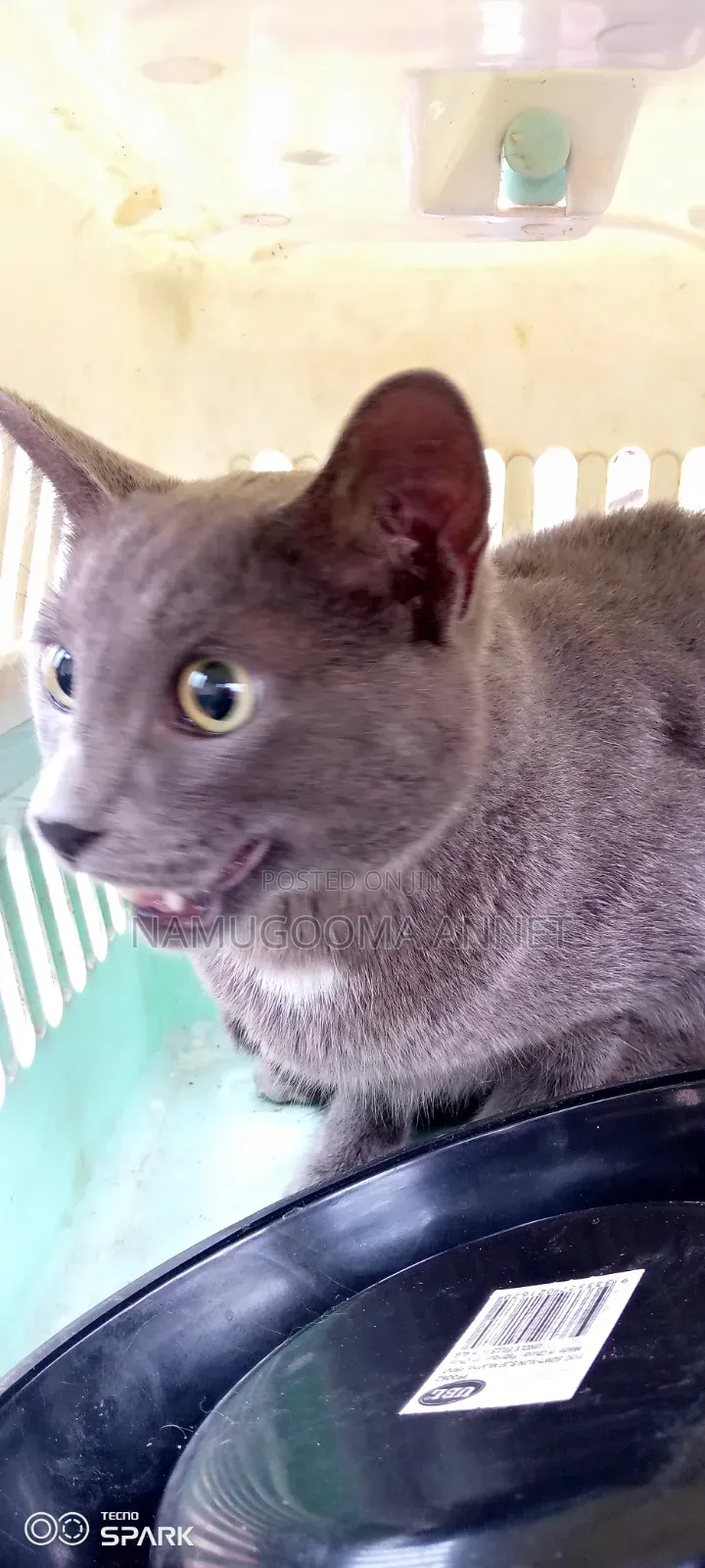 1+ year Male Purebred British Shorthair