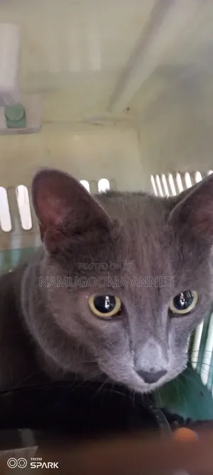 1+ year Male Purebred British Shorthair