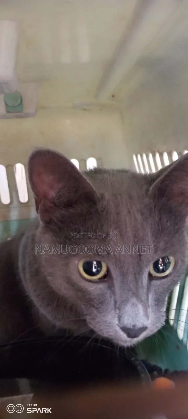 1+ year Male Purebred British Shorthair