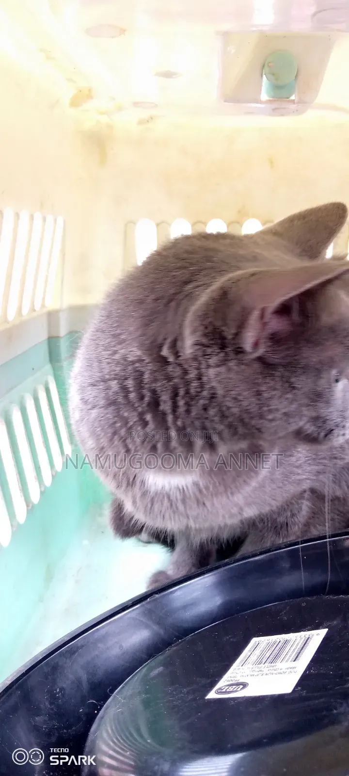 1+ year Male Purebred British Shorthair
