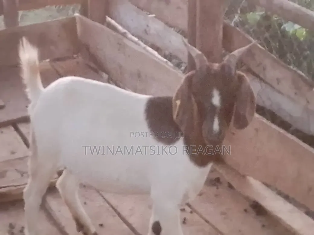 Boer Goats