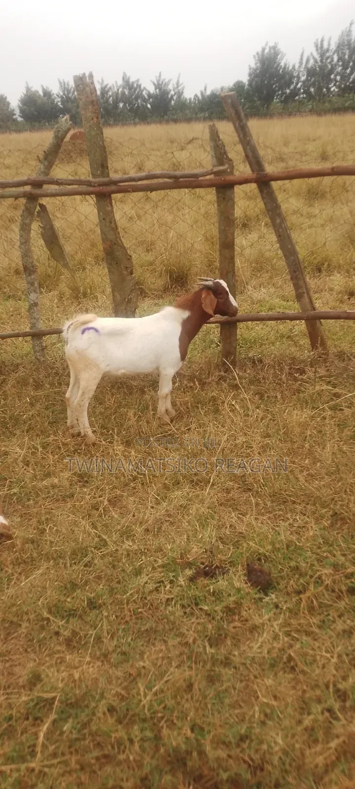 Boer Goats