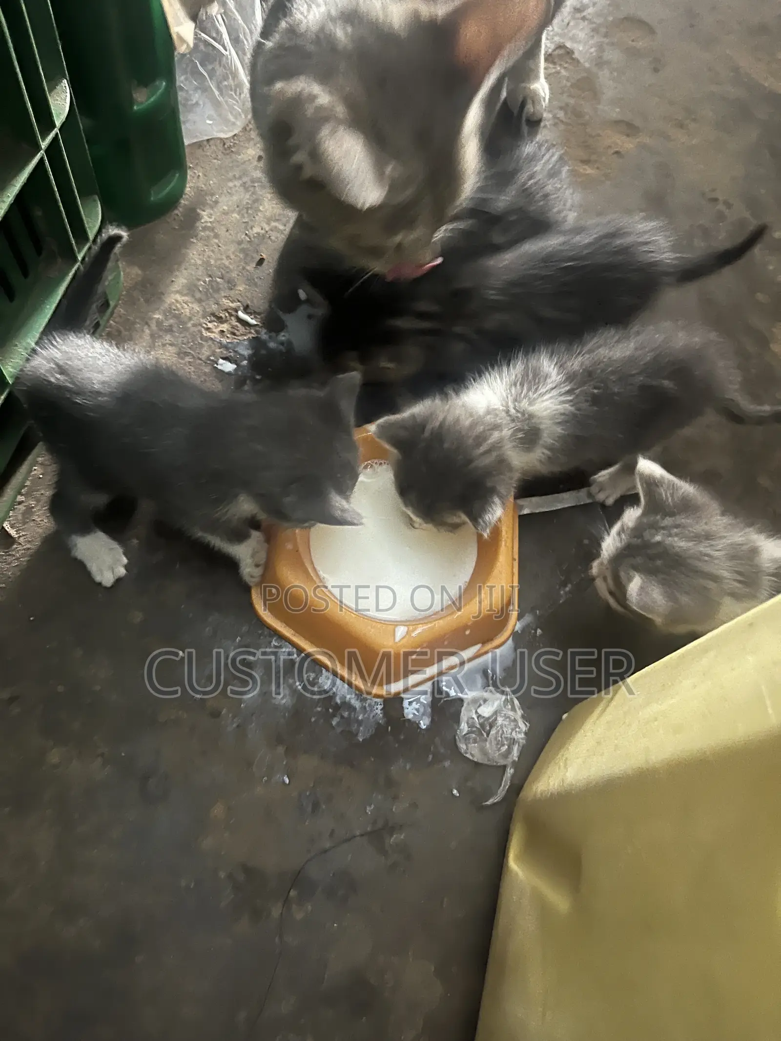 0-1 month Male Mixed Breed Exotic