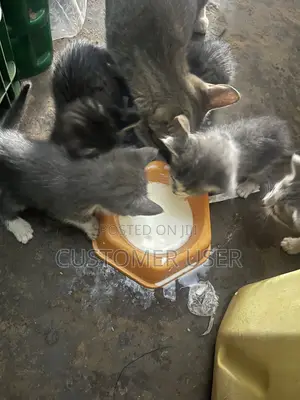 0-1 month Male Mixed Breed Exotic