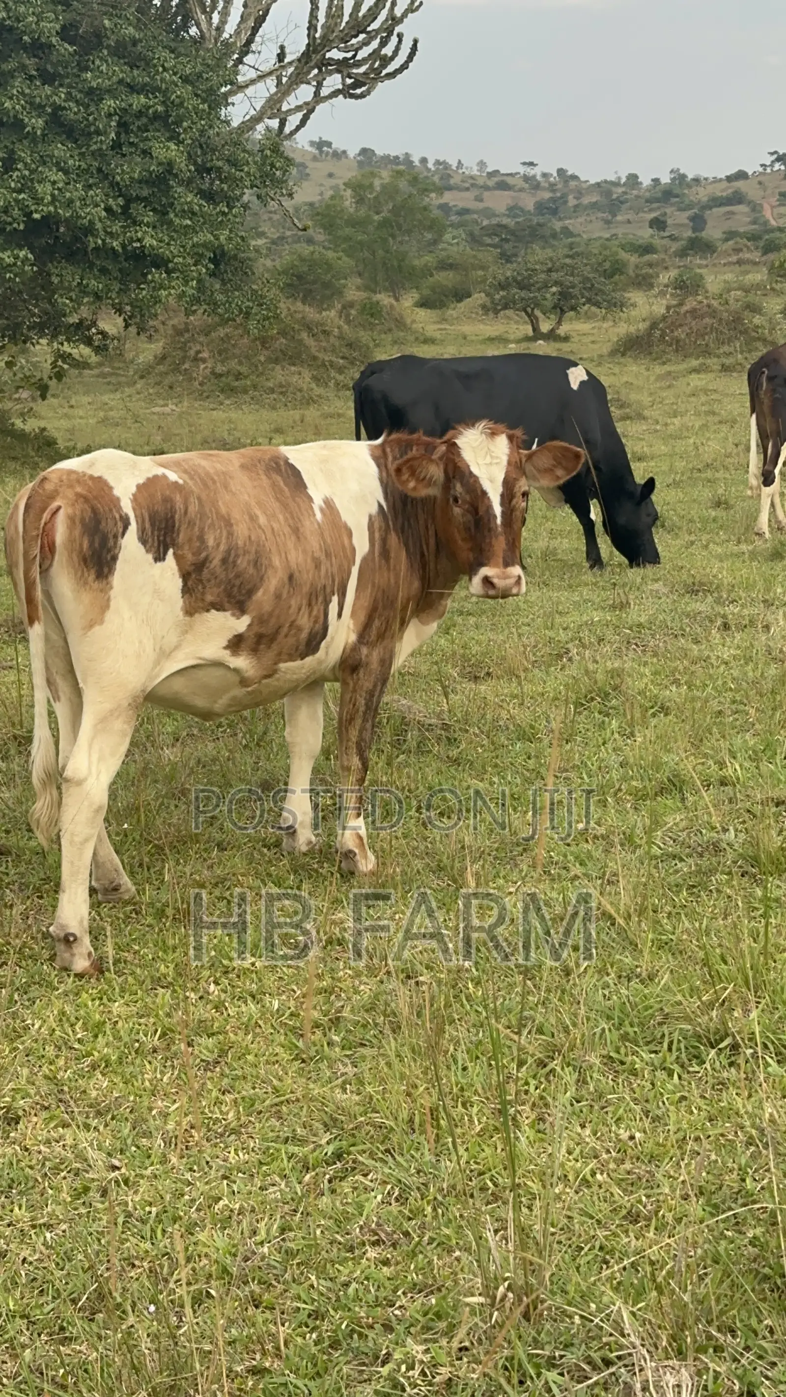 Dairy Heifers
