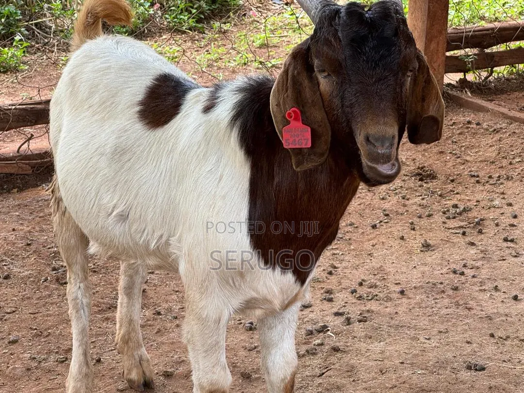 Pure Boer Male Goats