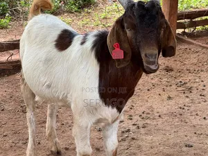 Pure Boer Male Goats