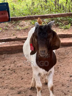 Pure Boer Male Goats