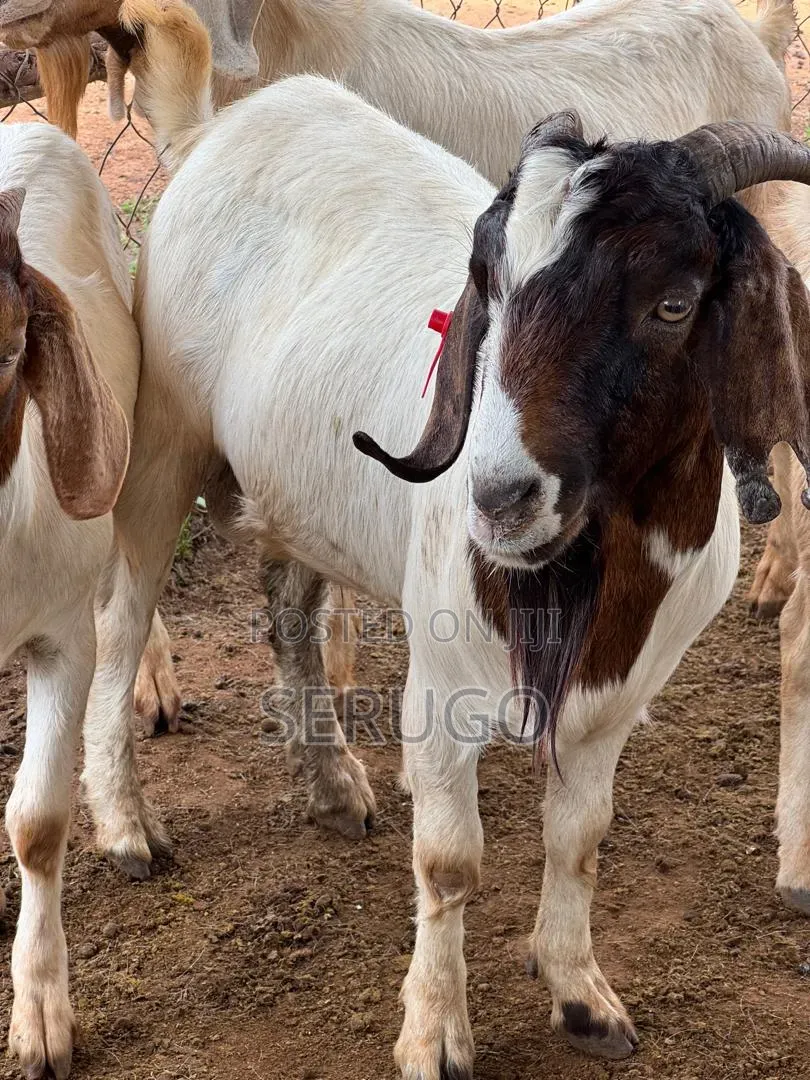 Pure Boer Male Goats