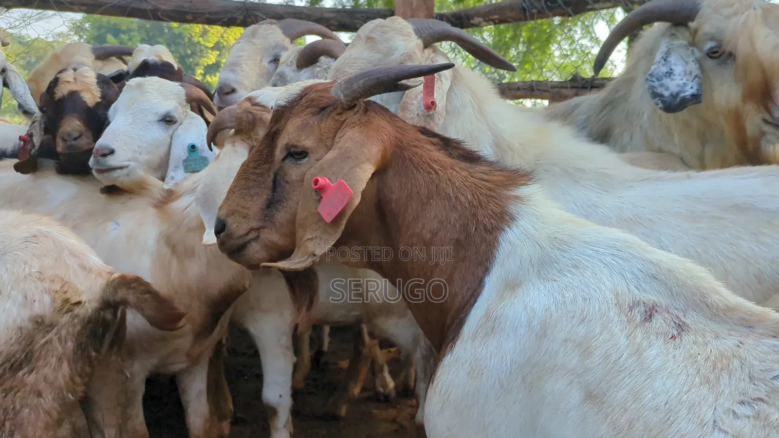 Pure Boer Male Goats