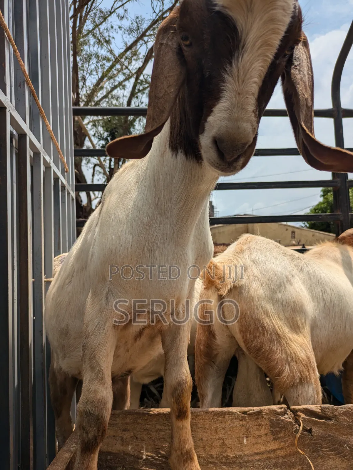 Pure Boer Male Goats