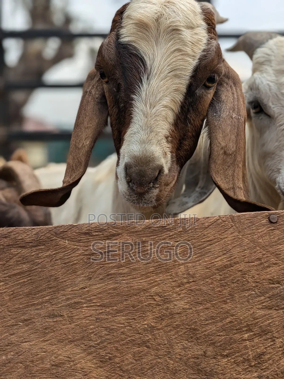 Pure Boer Male Goats