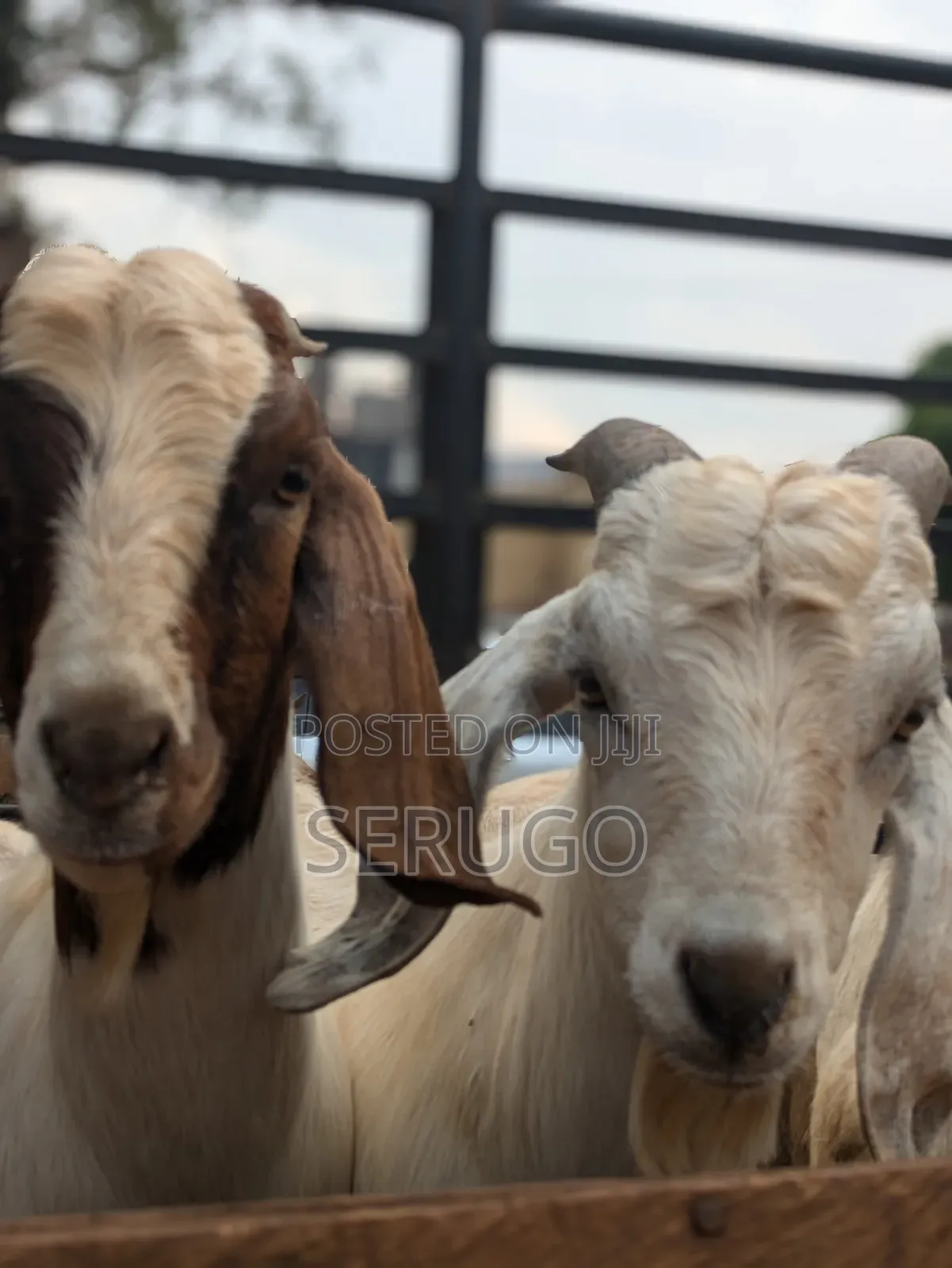 Pure Boer Male Goats