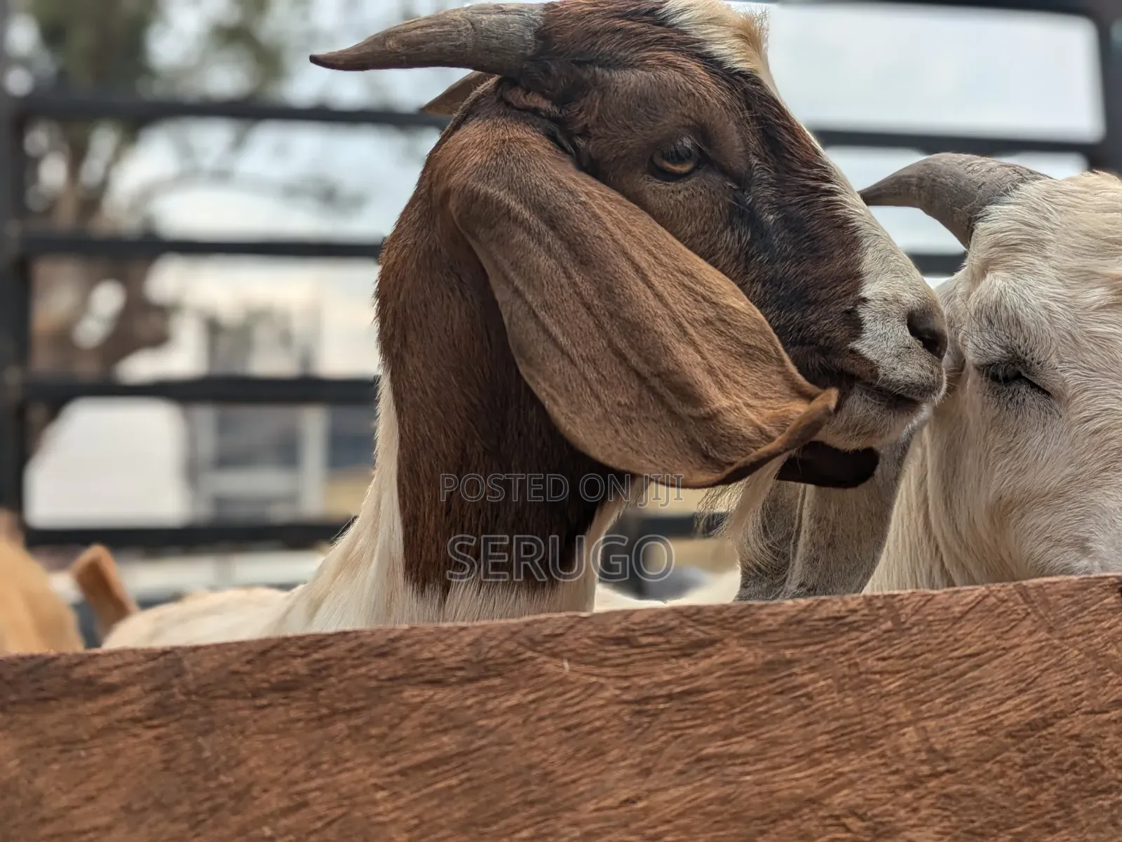 Pure Boer Male Goats