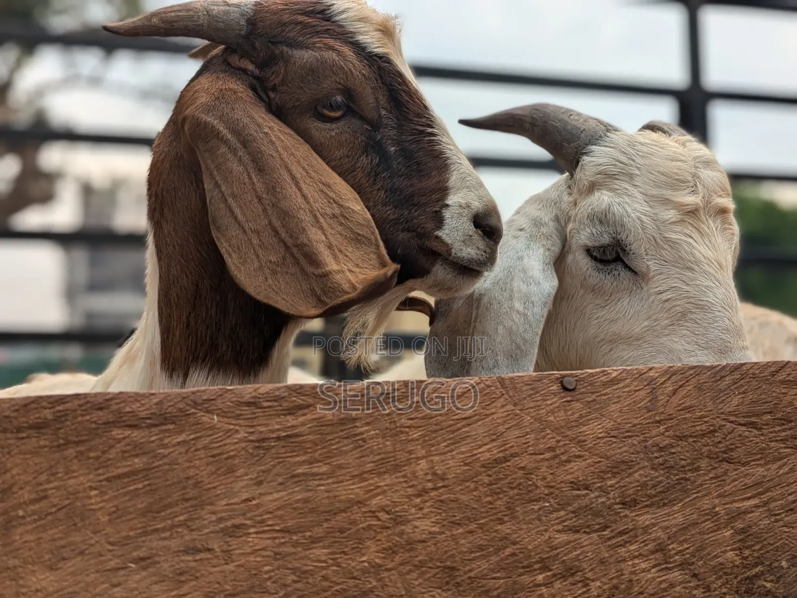 Pure Boer Male Goats