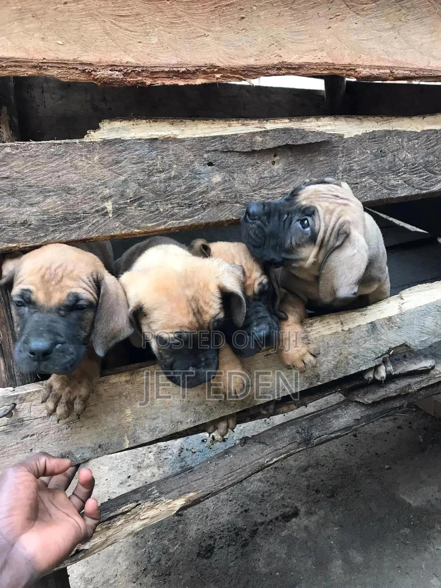 1-3 months Male Purebred Boerboel
